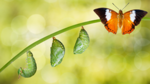 la naissance d'un papillon par étape de la chenille, la chrysalide, et le papillon